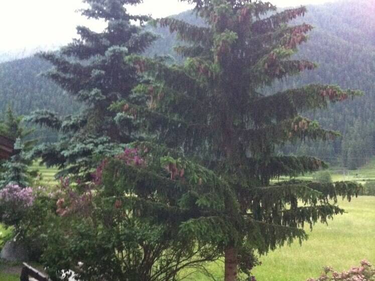 酒店 Pizzeria Selva