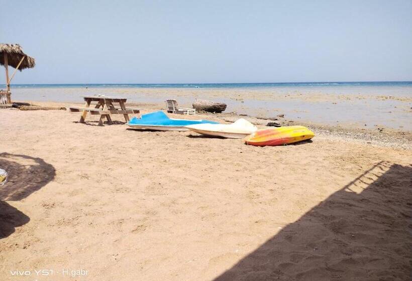 تختخواب و صبحانه فللبررر