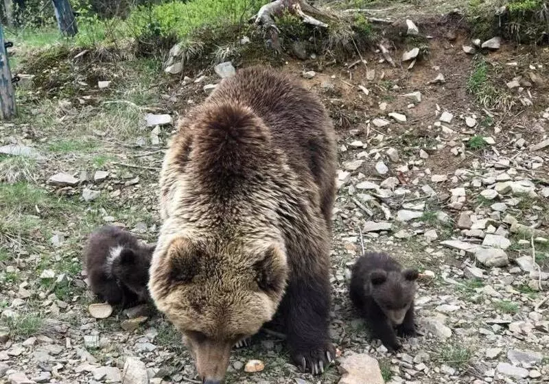 ペンション радуга