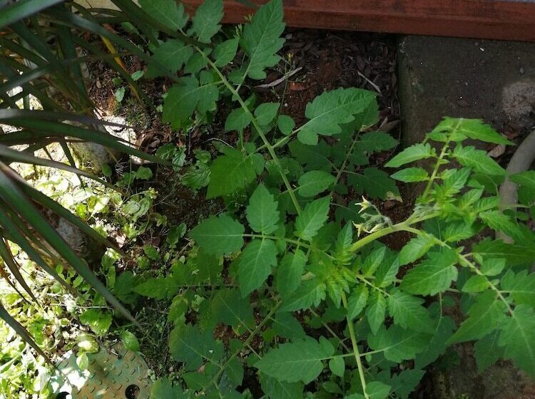 펜션 Vista Valverde Pacific View Rentals