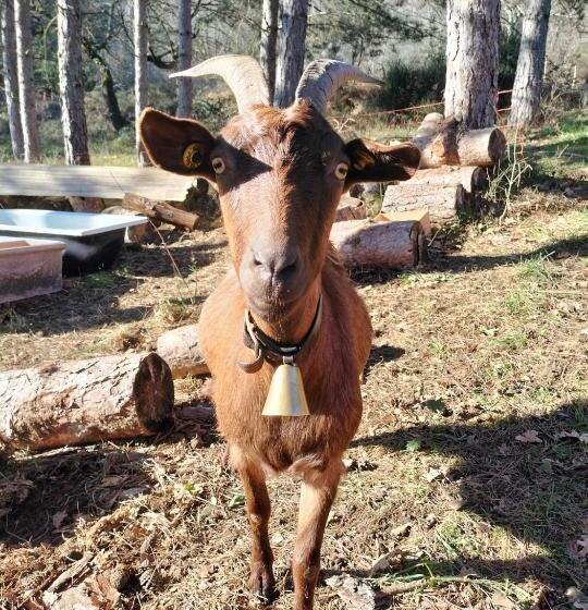 בית מלון כפרי Podere Delle Arti