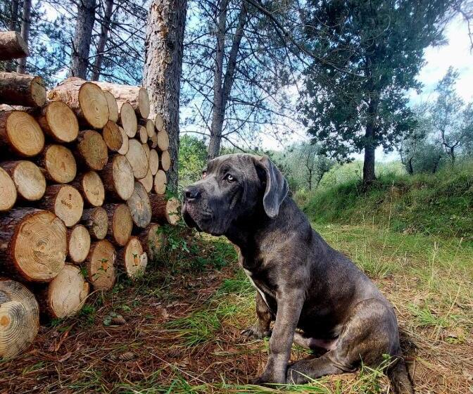 בית מלון כפרי Podere Delle Arti