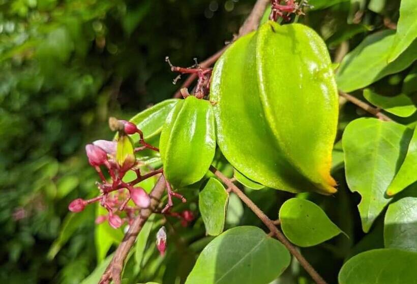 בית מלון כפרי Zangreen Bungalows