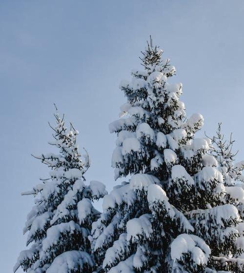 פנסיון The Manali Castle Majestic Mountain Retreat