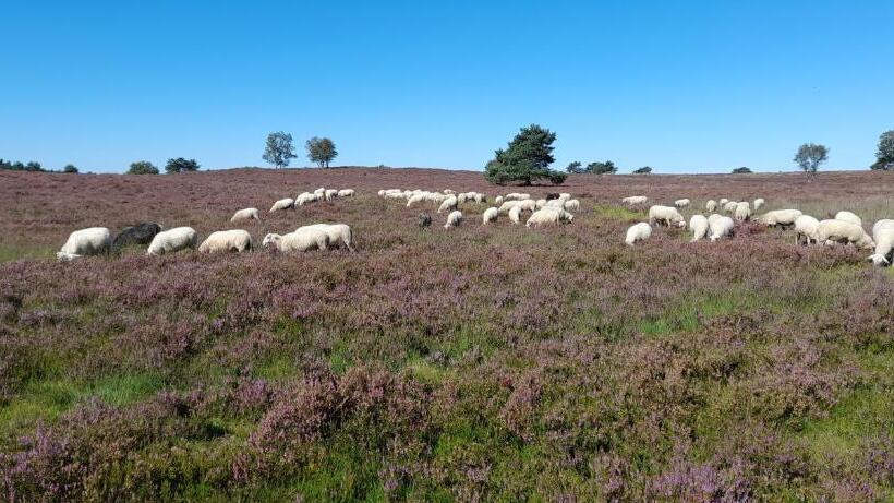 Bed And Breakfast De Kleine Vos