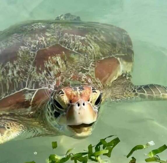 Otel Dilhar Resort And Sea Point