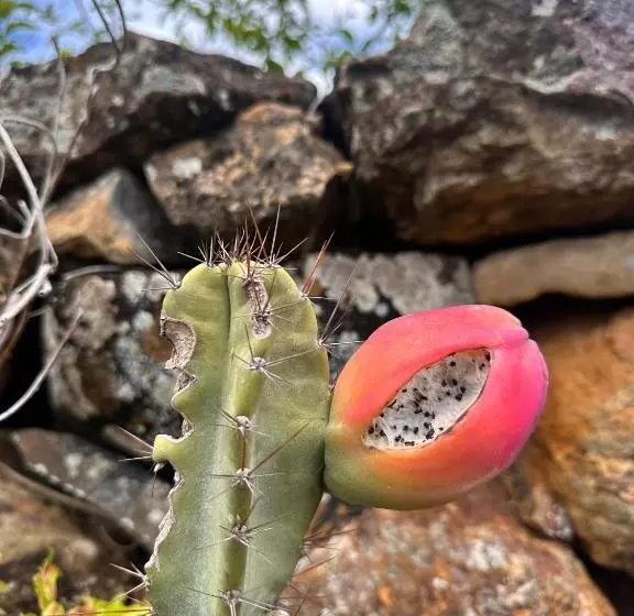 ホテル /finca Portal De La Ceiba