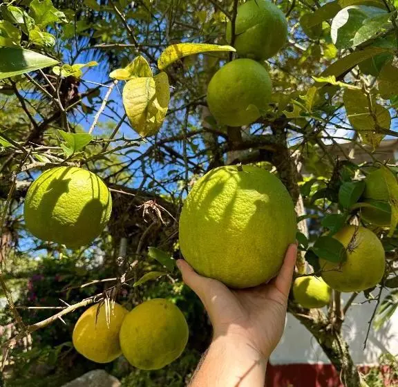 ホテル /finca Portal De La Ceiba