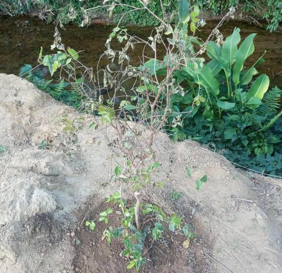 Пансион Pousada 5 Cachoeiras