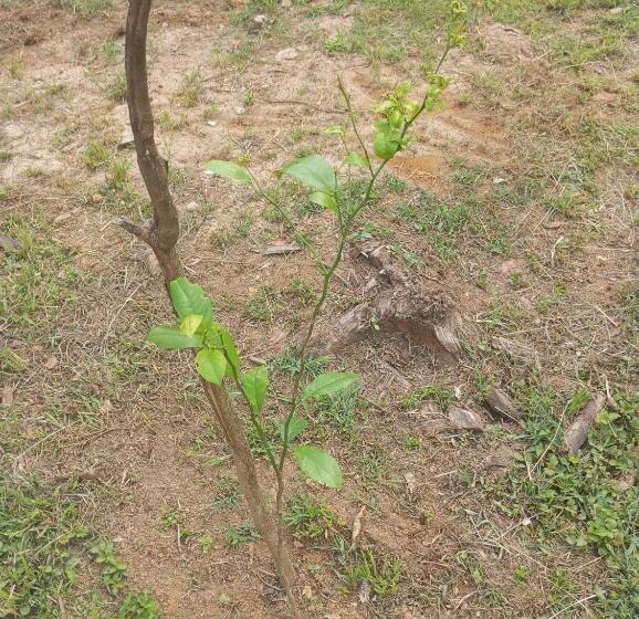 Пансион Pousada 5 Cachoeiras