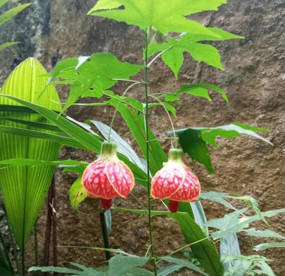 Пансион Pousada 5 Cachoeiras