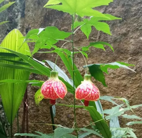 ペンション Pousada 5 Cachoeiras