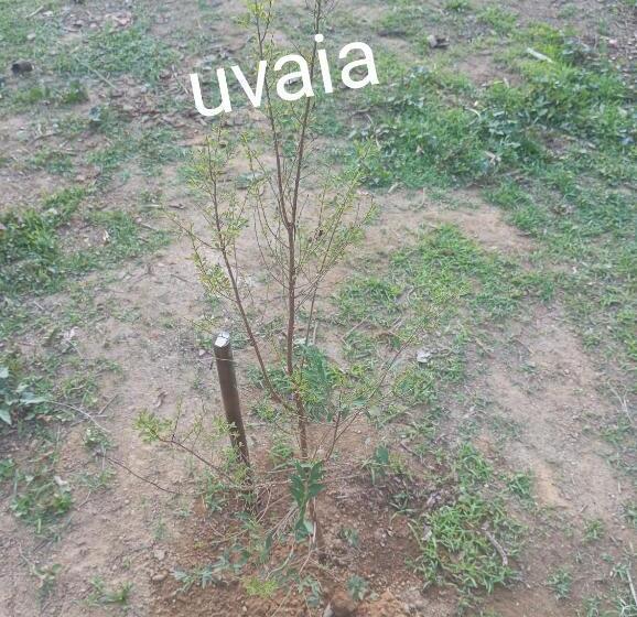 Пансион Pousada 5 Cachoeiras