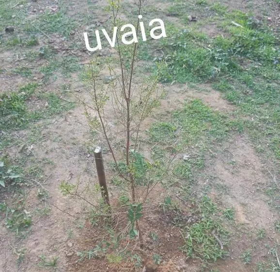 ペンション Pousada 5 Cachoeiras