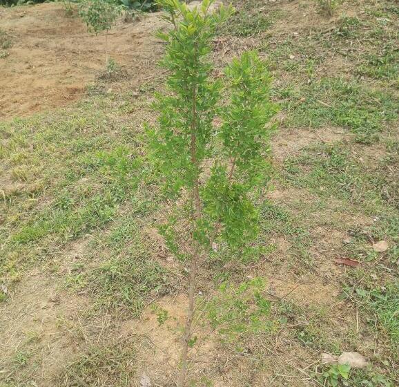 Пансион Pousada 5 Cachoeiras