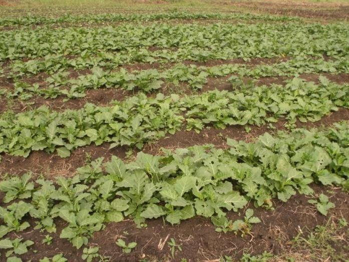 هتل Plaisirs Campagnards De Glo Djgbé