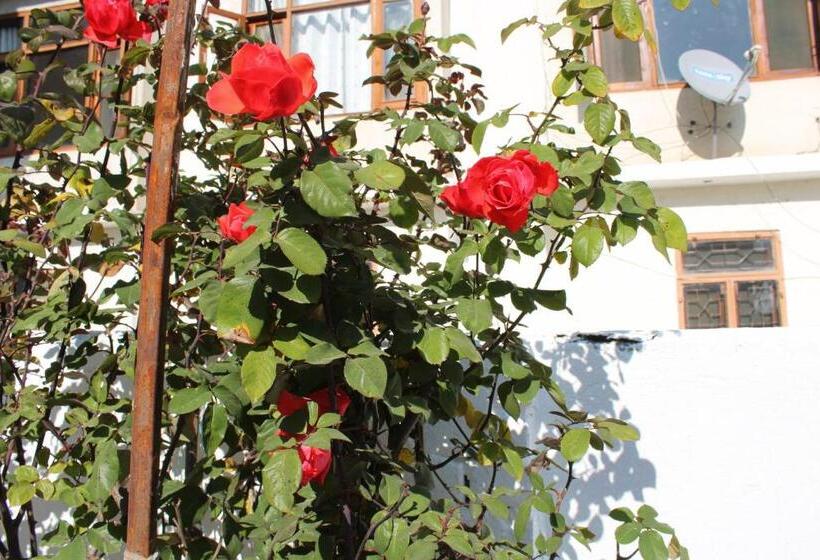 Trippy Turtle Hostel