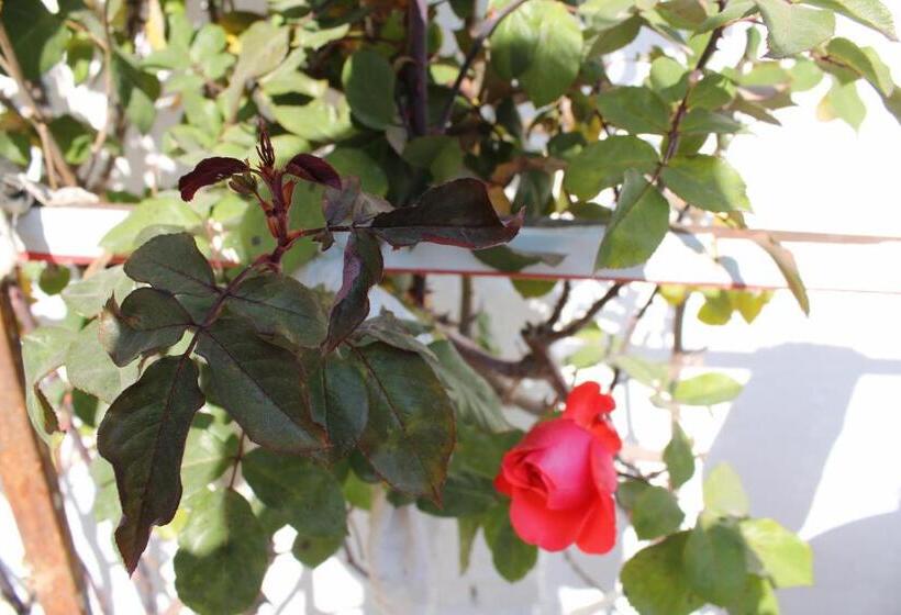 Trippy Turtle Hostel