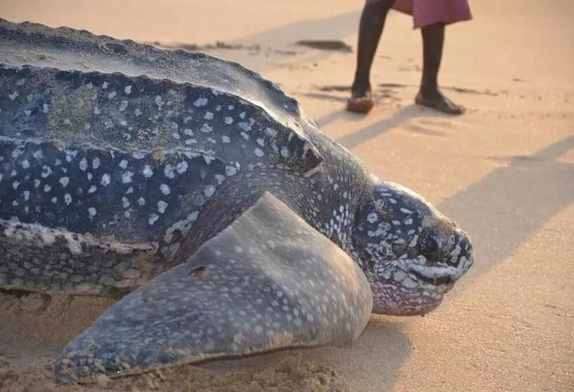 Hotelli Fantas Folly Beach Lodge