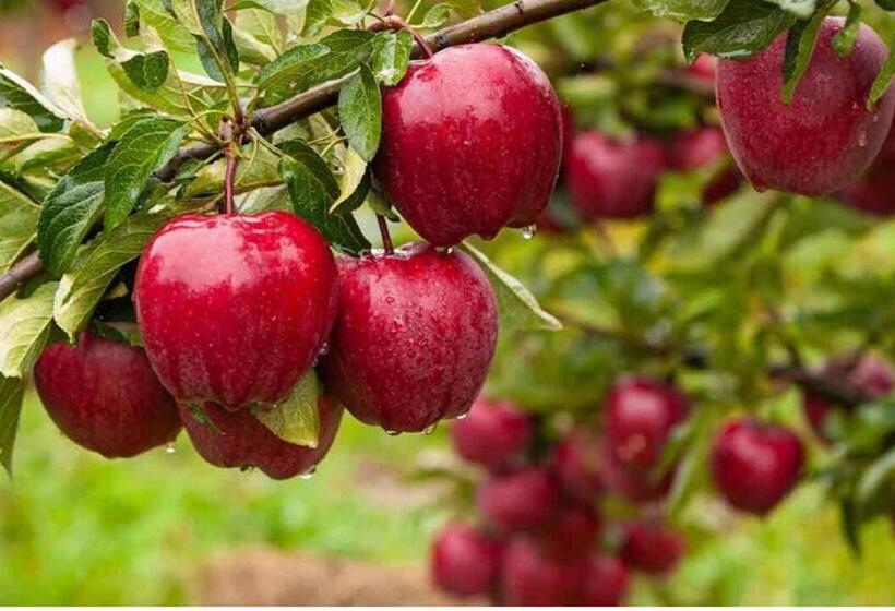 Tree Nest Resort By The Hfe