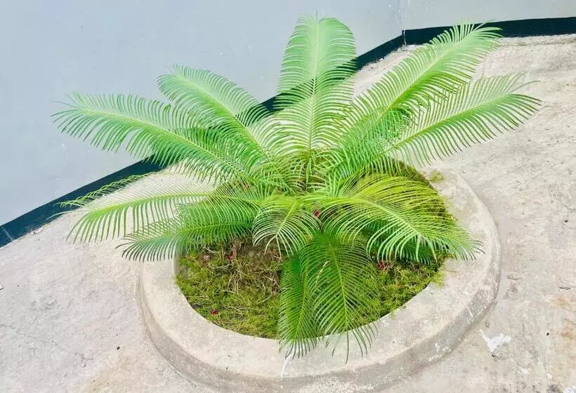 پانسیون Classic Visitors House