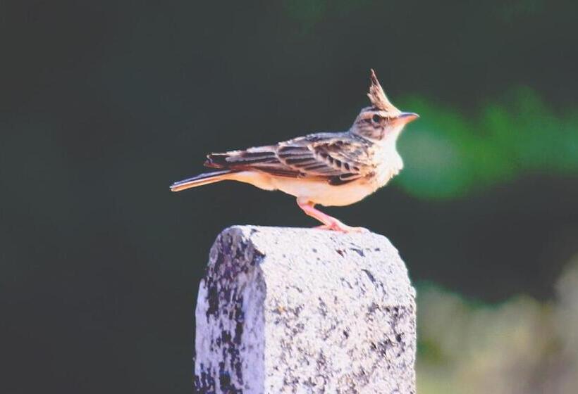 בית מלון כפרי Coconut Nest
