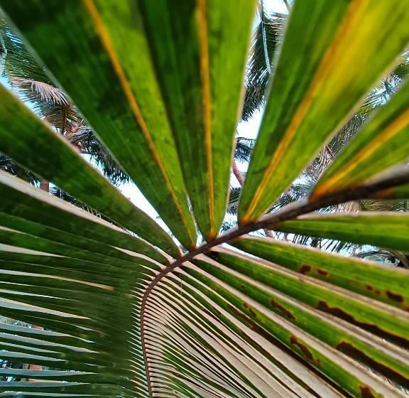 בית מלון כפרי Coconut Nest