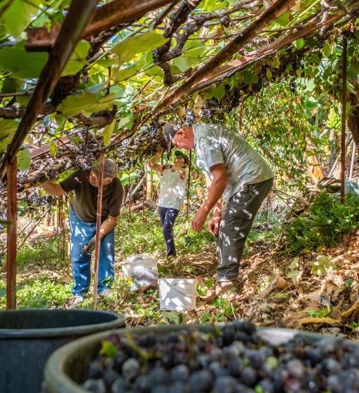 בית מלון כפרי Casas Da Luz By Madeira Sun Travel