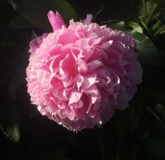 پانسیون L Approdo 2