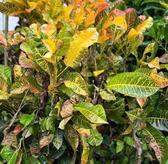 פנסיון Residence 71 At Nadi Town At The Heart Of Nadi Town