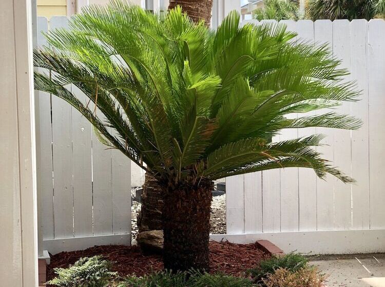 فندق Atlantis Inn   Tybee Island