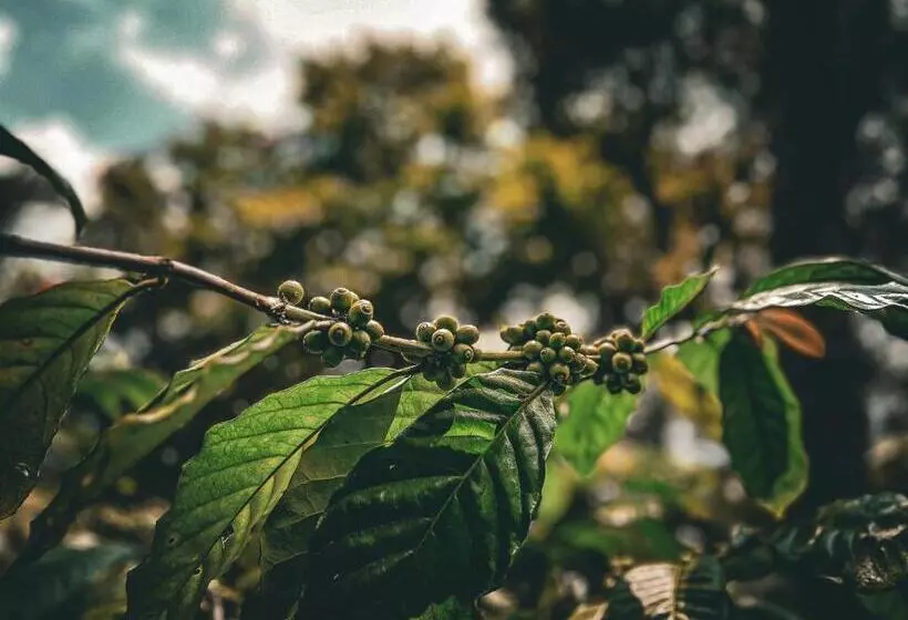 ホテル Century Old Coorg Gem