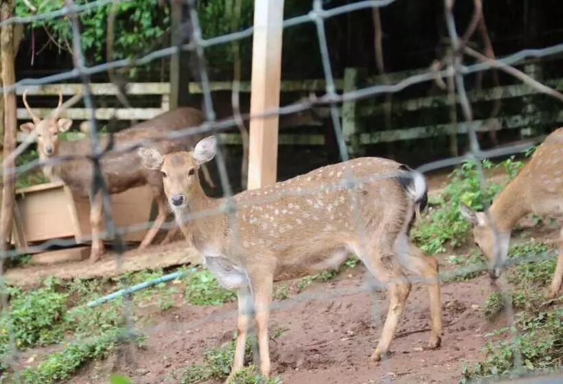 Hotelli ดอยหมอกดอกไม้รีสอร์ท Doimok Dokmai Resort