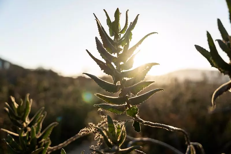 Hotelli Banyan Tree Veya, Valle De Guadalupe