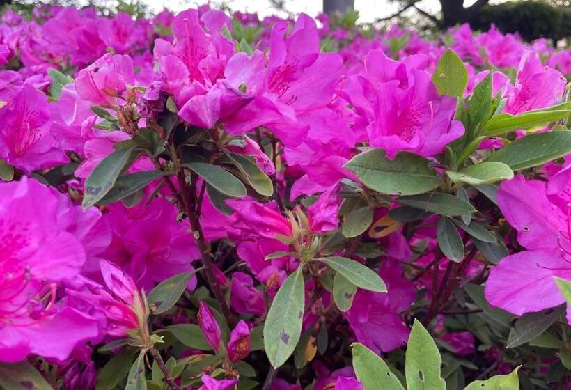 هتل Nepal Inn Sauraha Relax And Refresh A Perfect Family Getaway