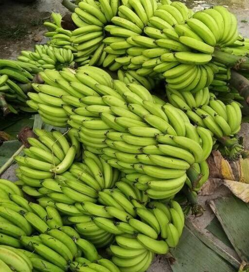 Hotel Jardin Botanico Bellavista