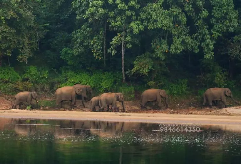 Hotelli Vkj International Kuttampuzha