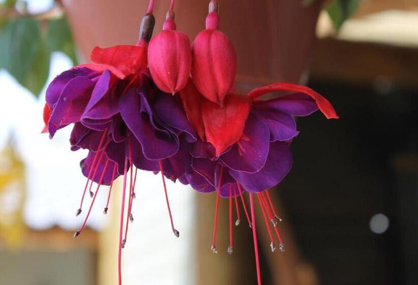 پانسیون Cabanas Do Lorde