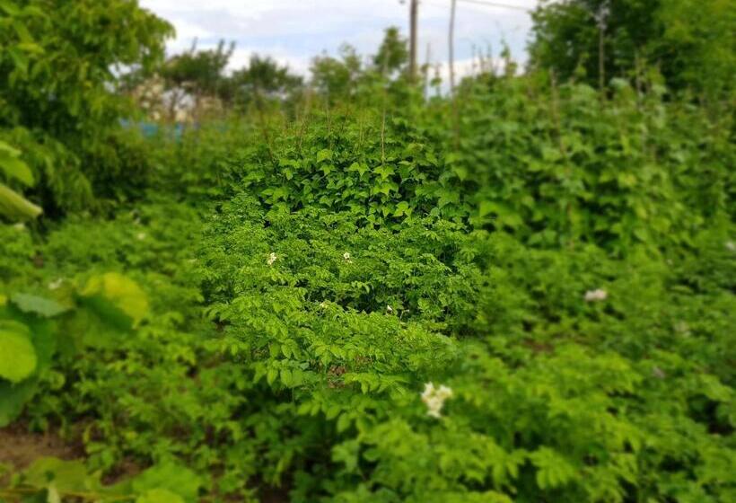 پانسیون Ethno House Inn Tianeti