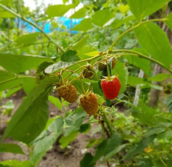 پانسیون Ethno House Inn Tianeti