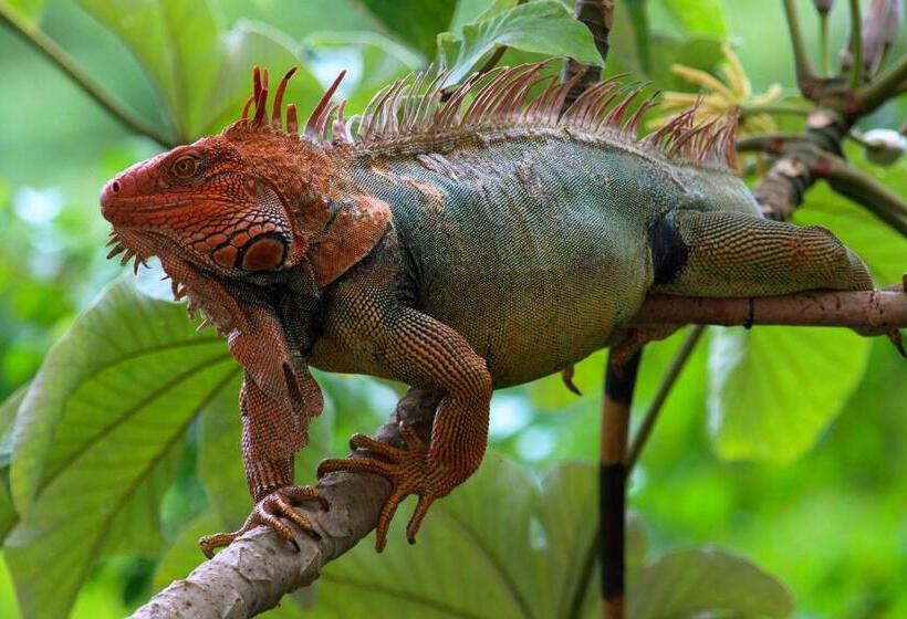 پانسیون Villa Mango Private Pool 12px