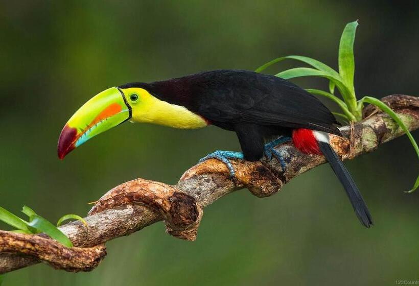 پانسیون Villa Mango Private Pool 12px