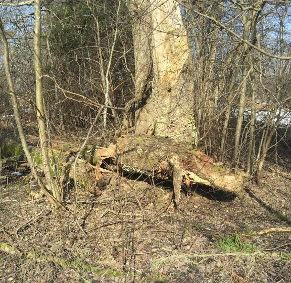 پانسیون Altja Villa Guesthouse