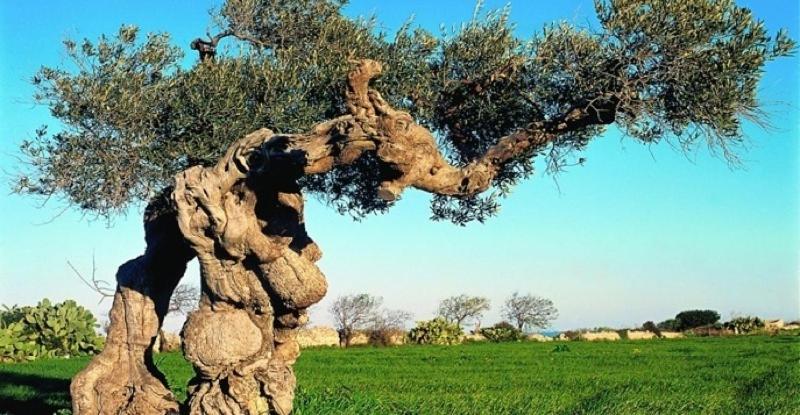 Пансион Locus Amoenus Luxury Rooms