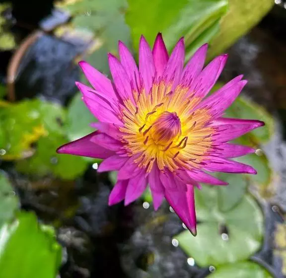 Hotelli Breeze Bungalows