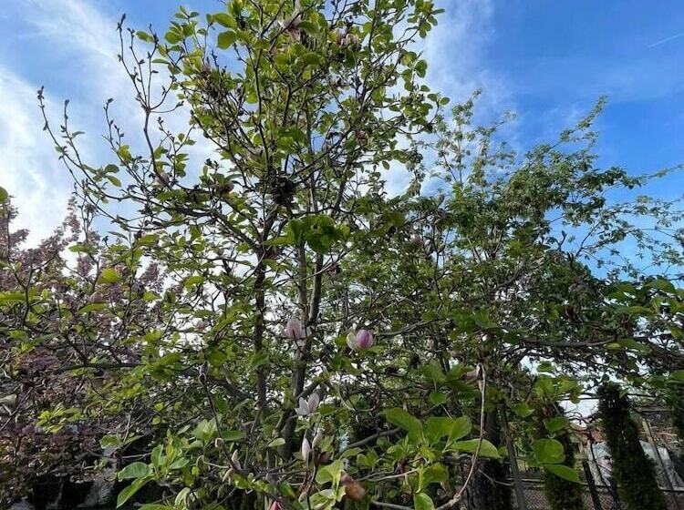 Пансион Guest House & Rooms Chris Toros