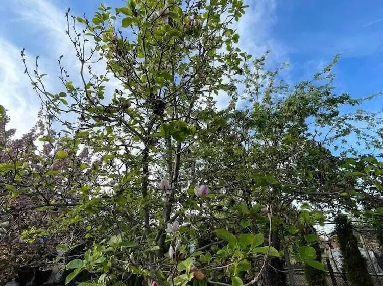 Majatalo Guest House & Rooms Chris Toros