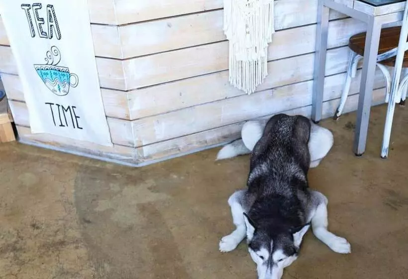 ペンション Yangyang Yoloha Surfhouse