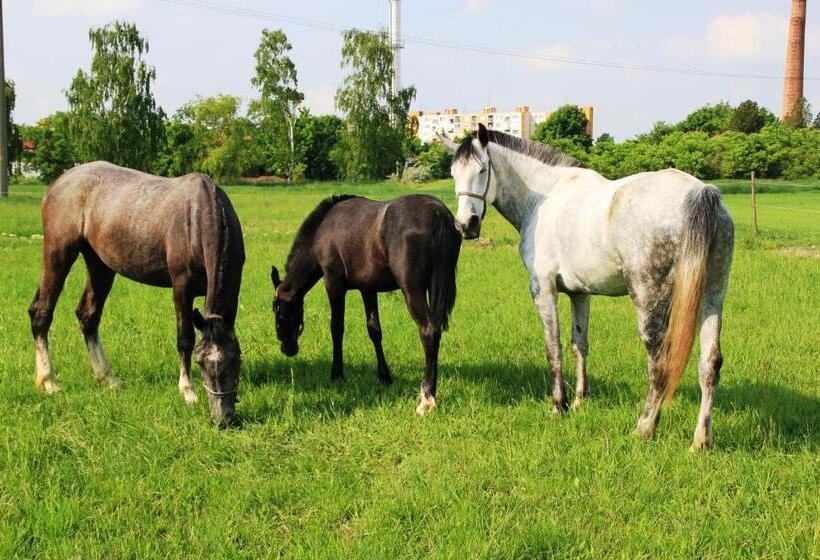 ホテル Plauter Kúria