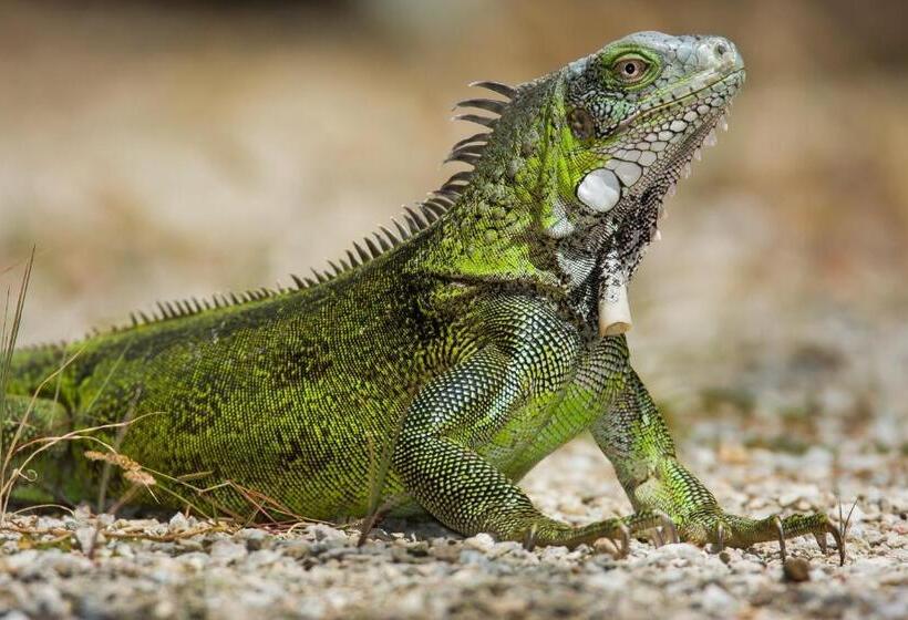 הוסטל Selvatosleep